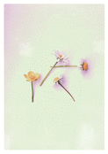 Fleurs d&eacute;licates d'un jour d'&eacute;t&eacute;